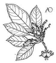 9687_52_Baheda